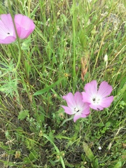 Sidalcea glaucescens