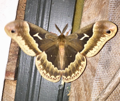 Tulip-tree Silkmoth photo 6