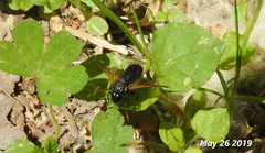 Cimbicidae