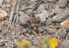 Thyridanthrax nugator