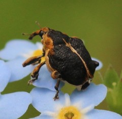 Mononychus vulpeculus