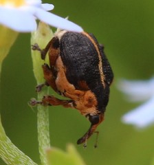 Mononychus vulpeculus