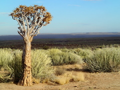 Aloidendron dichotomum image