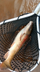 Catostomus catostomus