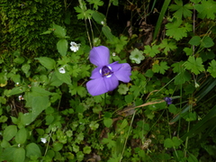 Ennealophus foliosus