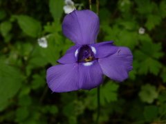 Ennealophus foliosus