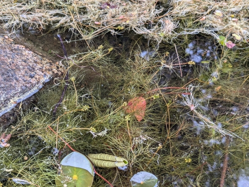 Image of Potamogeton confervoides by no rights reserved