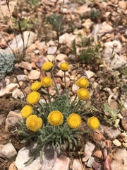 Erigeron aphanactis congestus