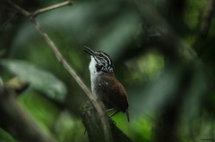 White-Breasted Wood-Wren photo 1