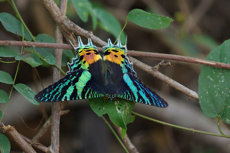 Sunset Moths