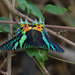 Madagascan Sunset Moth - Photo (c) John Sullivan, some rights reserved (CC BY-NC), uploaded by John Sullivan