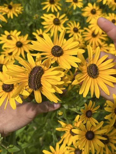 Rudbeckia hirta