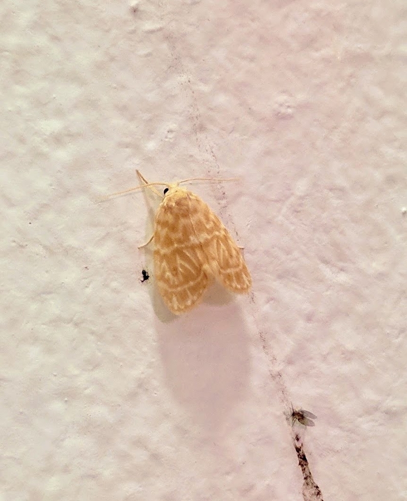 Schistophleps lobifulvia