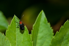 Hapsidolemoides