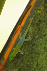 Phelsuma laticauda angularis