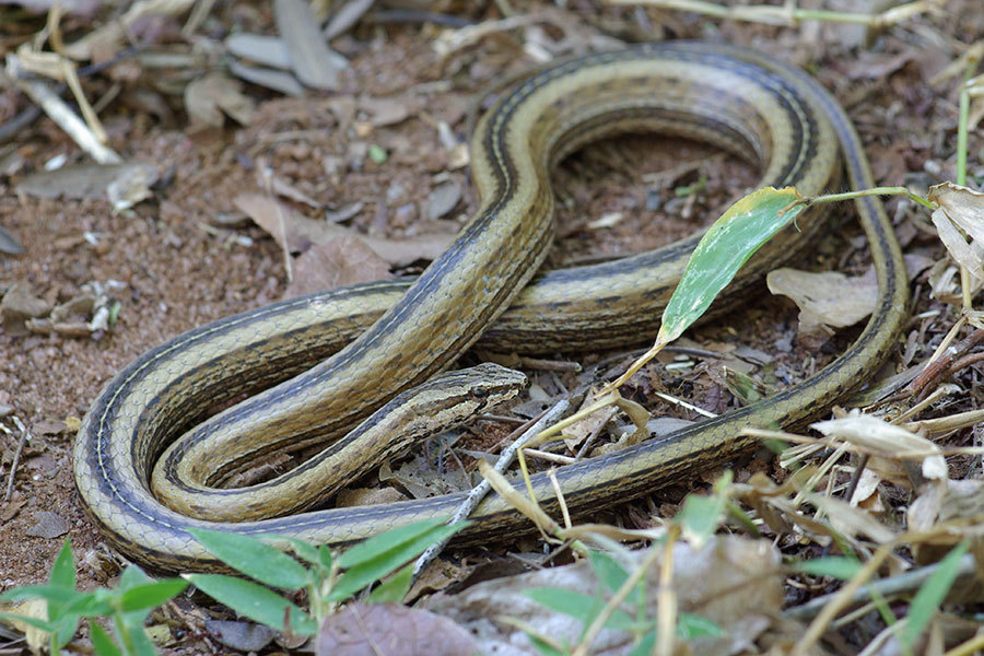 Northern Big-Eyed Snake