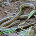 Northern Pencil Snake - Photo (c) John Sullivan, some rights reserved (CC BY-NC), uploaded by John Sullivan