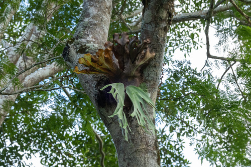 Platycerium andinum, photograph 1
