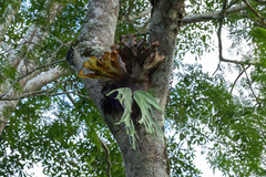 Platycerium andinum, photograph (c) Thibaud Aronson, some rights reserved (CC BY-SA)