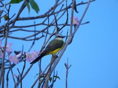 Tyrannus albogularis