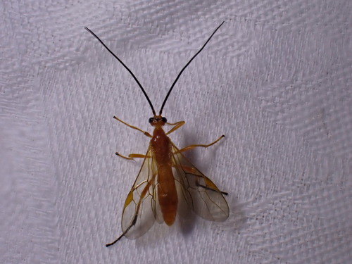 Rogas luteus