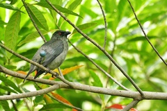 Aplonis striata striata