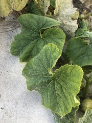 Cucurbita maxima maxima