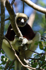 Propithecus coquereli