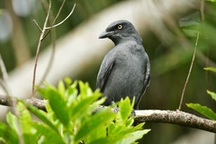 Coracina caledonica caledonica
