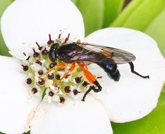 Chalcosyrphus vecors