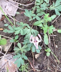 Dicentra uniflora