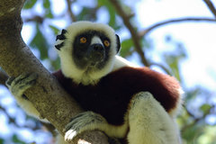 Propithecus coquereli