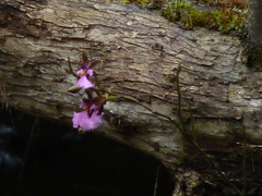 Caucaea