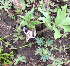 Dicentra uniflora