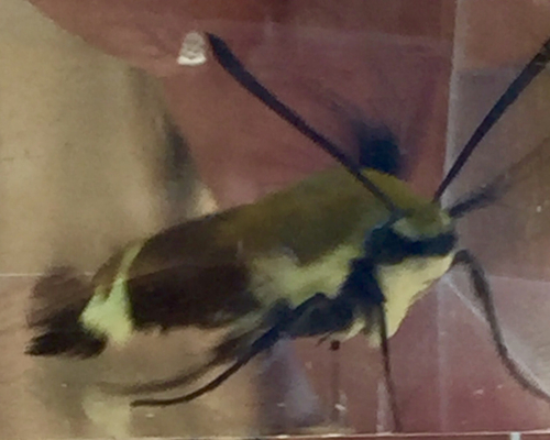 iNaturalist observation photo of Rocky Mountain Clearwing