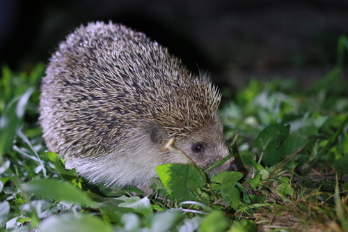 アムールハリネズミ