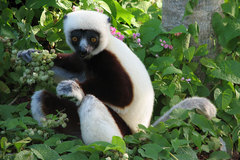 Propithecus coquereli