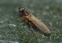 Lonchoptera bifurcata