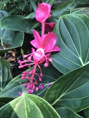 Medinilla
