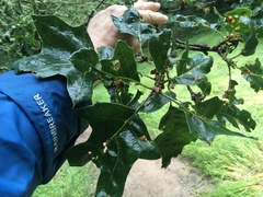 Quercus × ganderi
