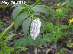 Cyclidia substigmaria