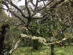 Quercus × ganderi