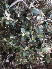 Corokia