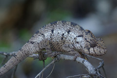 Furcifer oustaleti