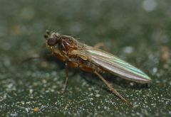 Lonchoptera bifurcata