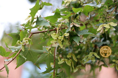 Image of Acer truncatum by (c) Jiao Sun (孙娇), some rights reserved (CC BY)