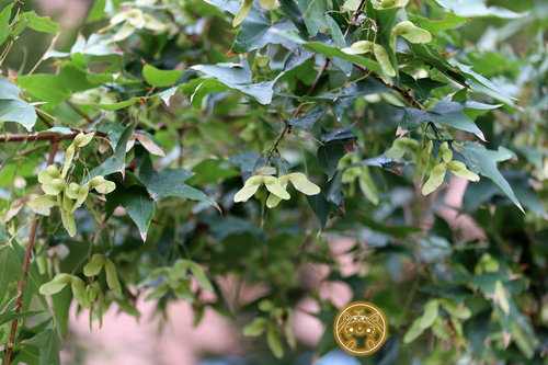 Image of Acer truncatum by (c) Jiao Sun (孙娇), some rights reserved (CC BY)