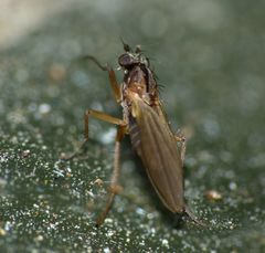 Lonchoptera bifurcata