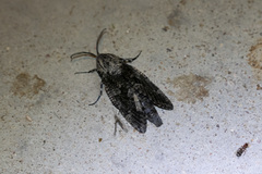 Prionoxystus robiniae