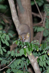Microcebus danfossi